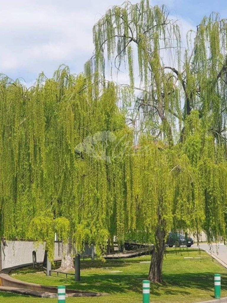 Jual Pohon Liang Liu