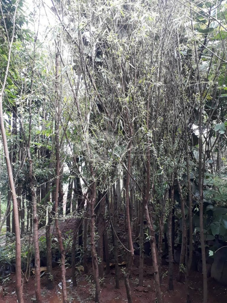 Jual Pohon Liang Liu