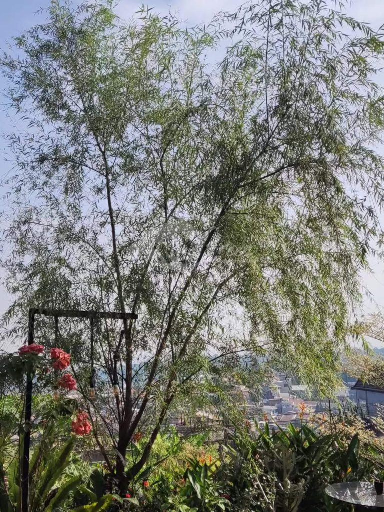 Jual Pohon Liang Liu