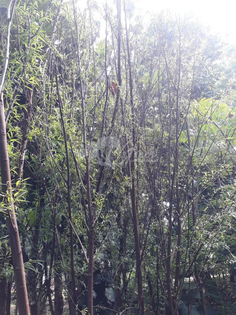 Jual Pohon Liang Liu