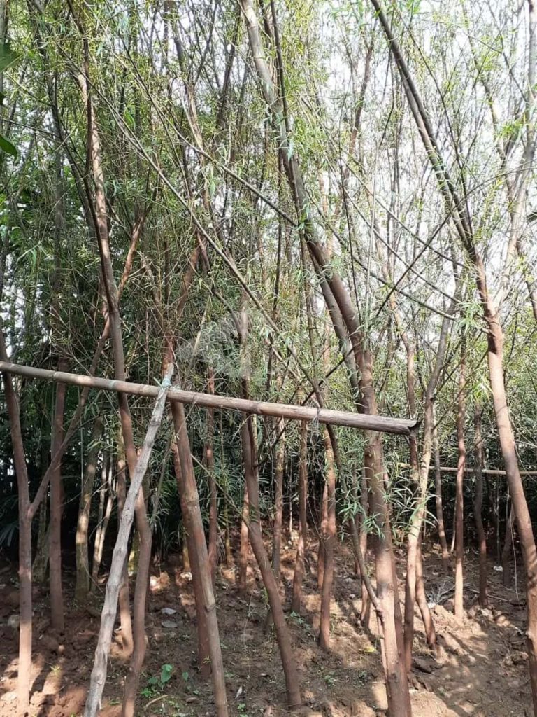 Jual Pohon Liang Liu