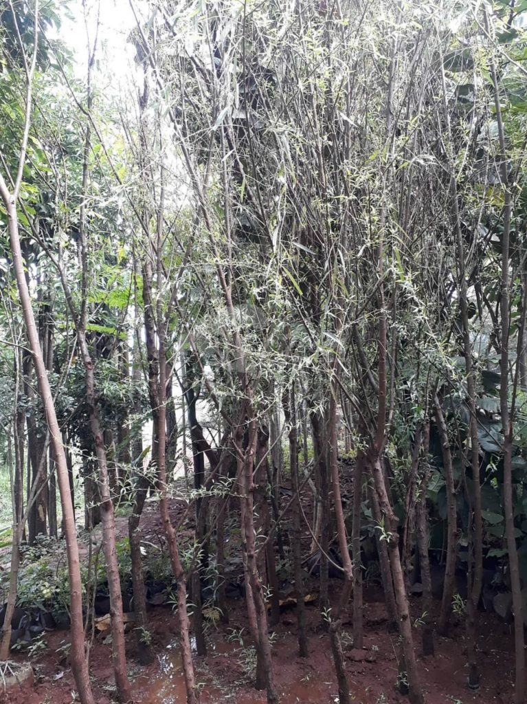 Jual Pohon Liang Liu