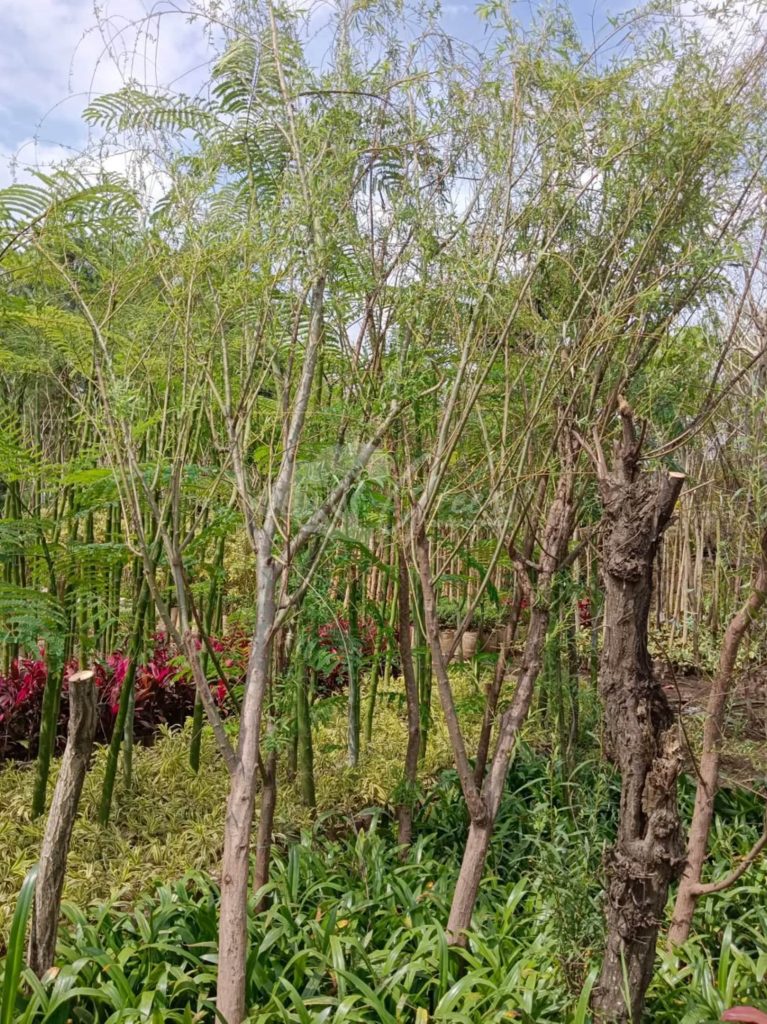 Jual Pohon Liang Liu