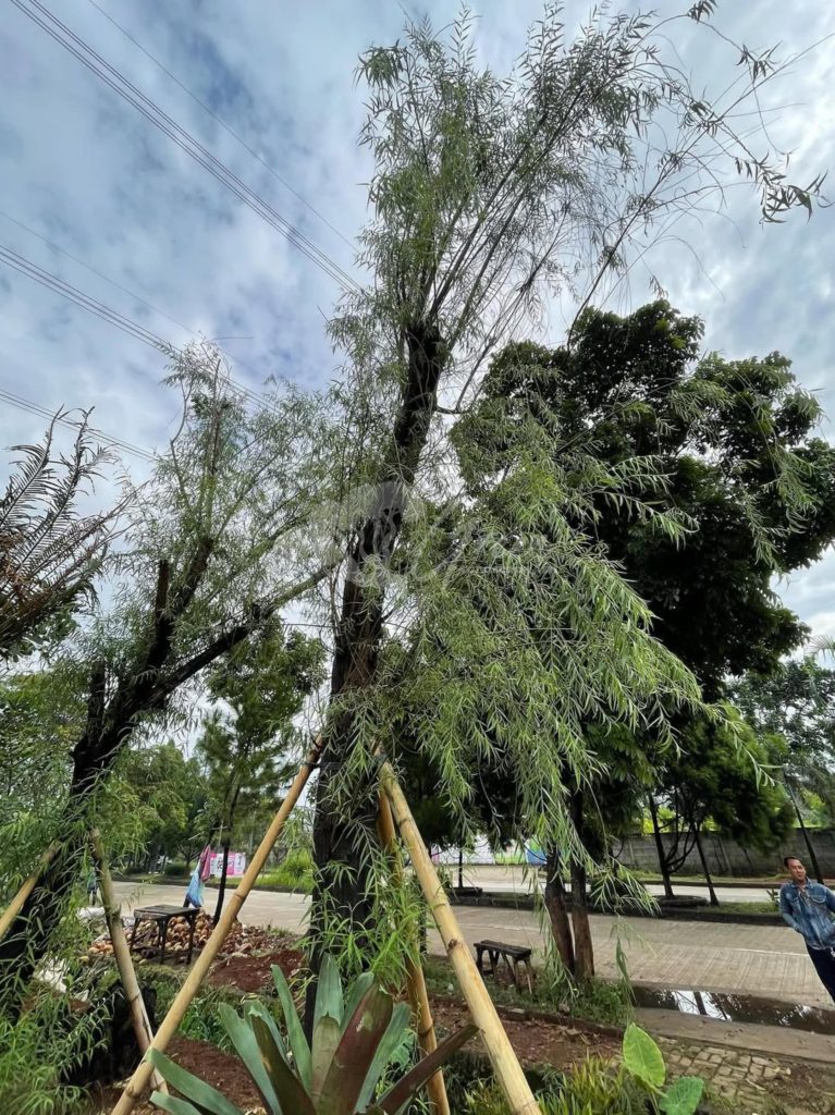 Jual Pohon Liang Liu