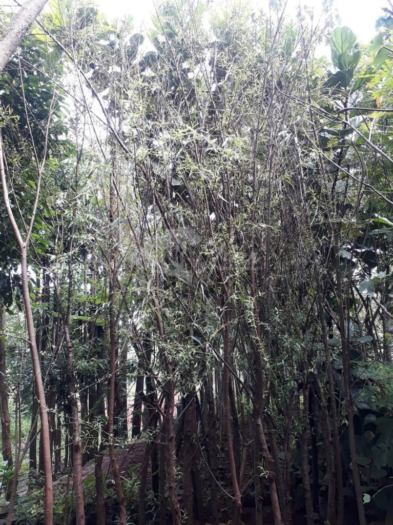 Jual Pohon Liang Liu