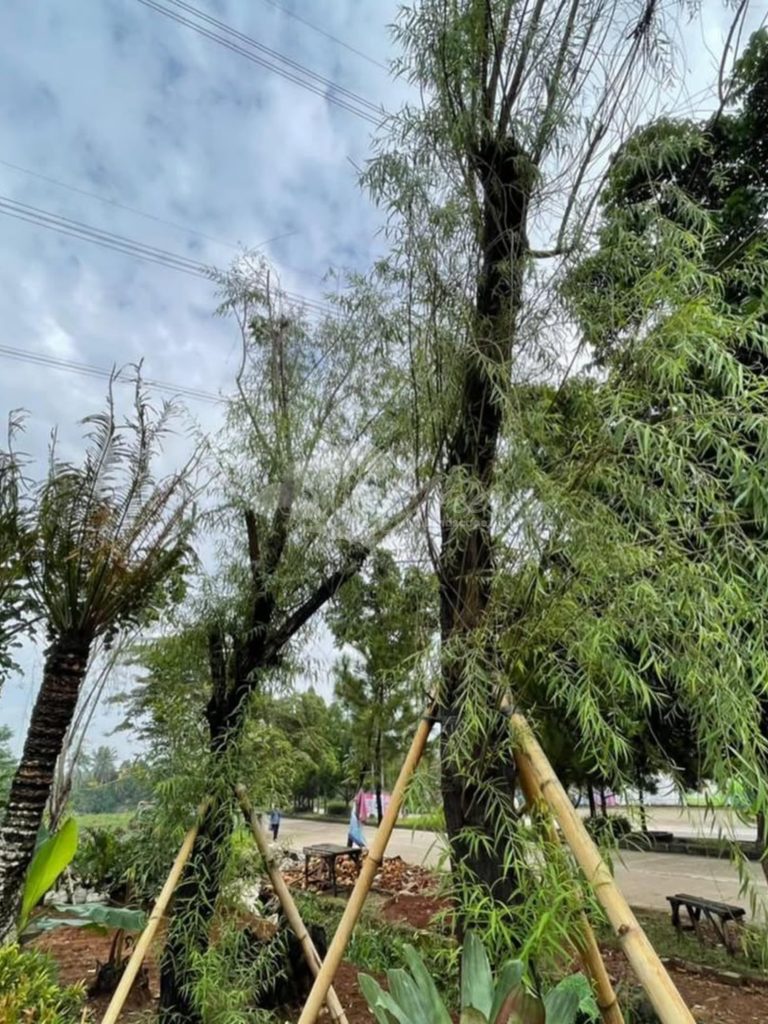 Jual Pohon Liang Liu