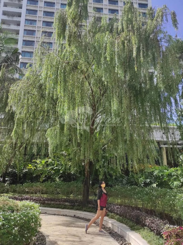 Jual Pohon Liang Liu