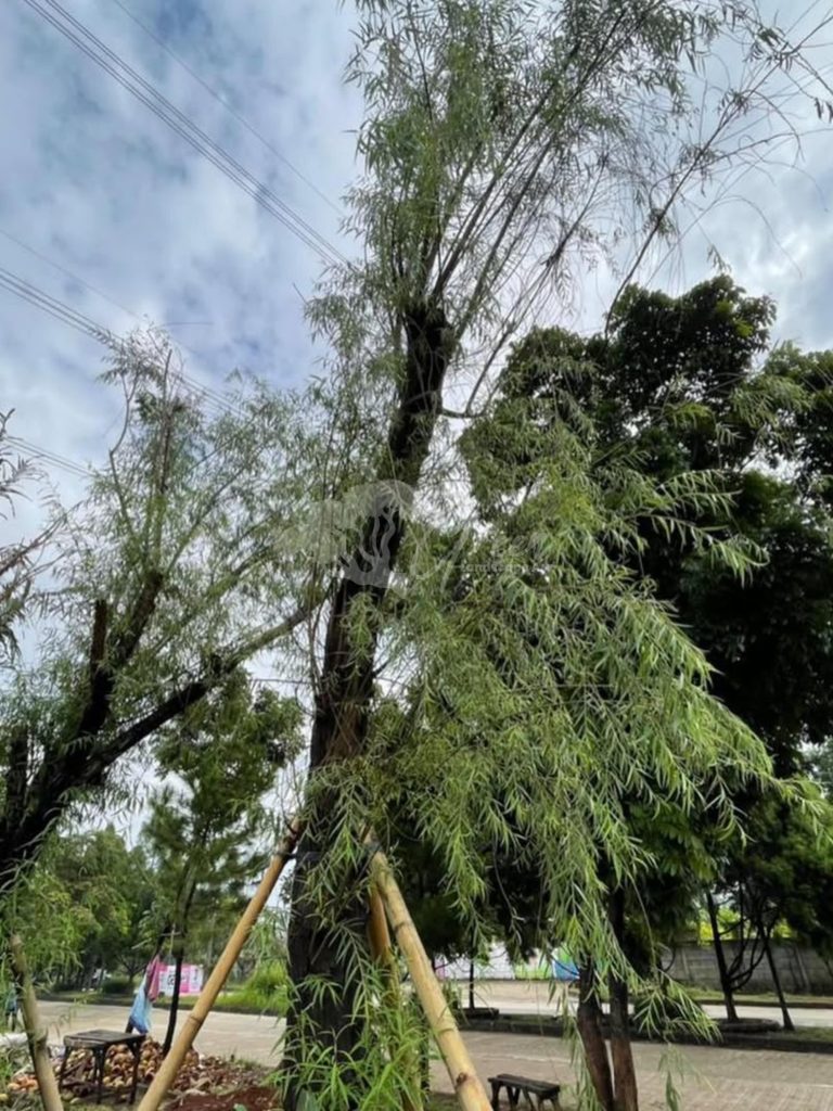 Jual Pohon Liang Liu