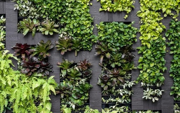 Vertical Garden di Area Belakang untuk Ruang Hijau Tambahan